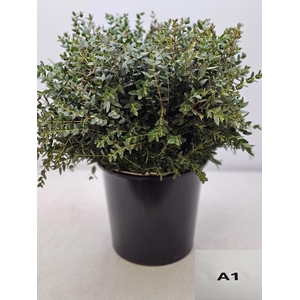 EUC PARVIFOLIA PB