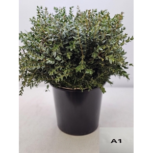 EUC PARVIFOLIA PB