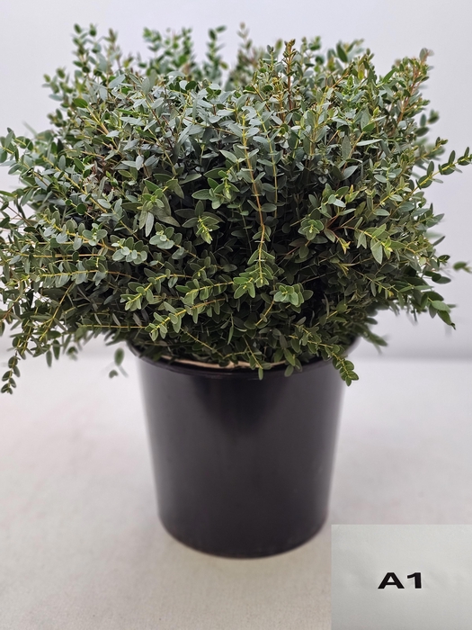<h4>EUC PARVIFOLIA PB</h4>