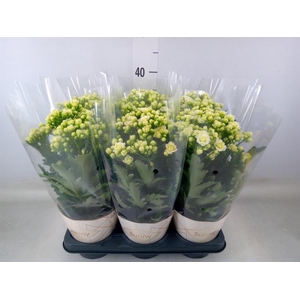 Kalanchoe  'Sunny White'