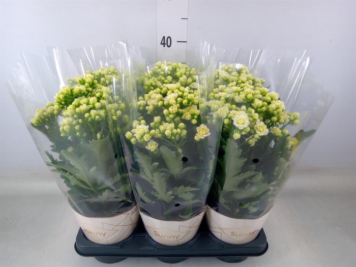 <h4>Kalanchoe 'Sunny White'</h4>