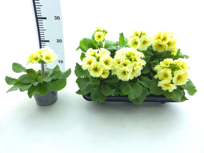 <h4>PRIM EL SIBEL LIME</h4>