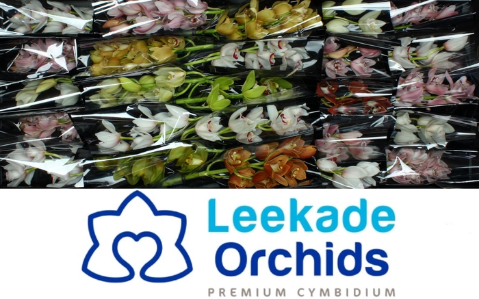 <h4>CYMB MI GEM</h4>