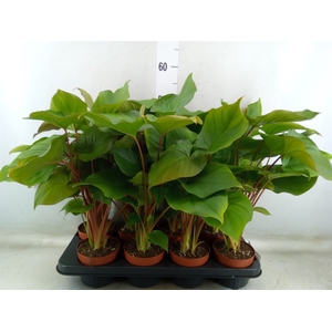 Homalomena rubescens 'Maggy'