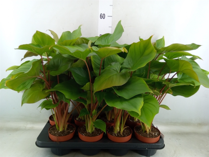 <h4>Homalomena rubescens 'Maggy'</h4>