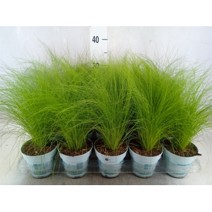 Stipa tenuissima 'ColGra Pony Tail'