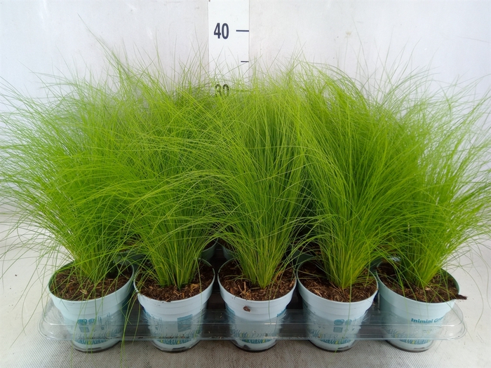 <h4>Stipa tenuissima 'ColGra Pony Tail'</h4>