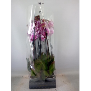 Phalaenopsis   ...rose