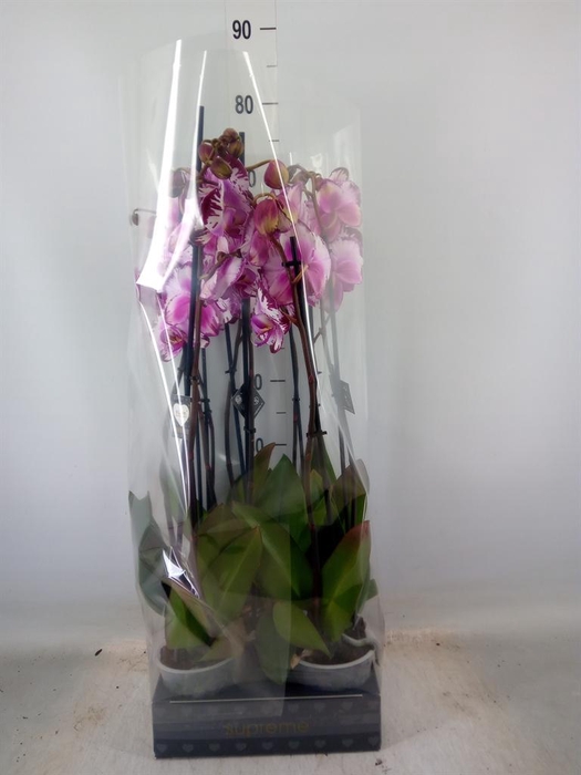 <h4>Phalaenopsis   ...rose</h4>