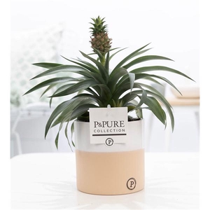 Ananas Rosita in P&PURE Rosy ceramics