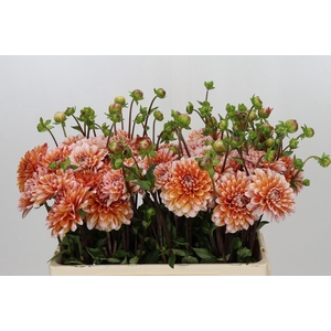 Dahlia Striped Nagano