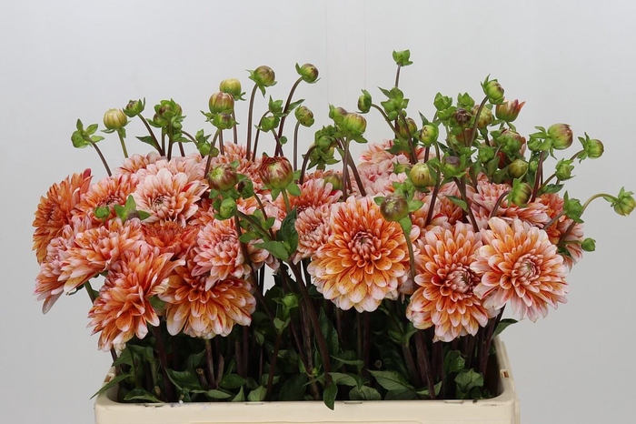 <h4>Dahlia Striped Nagano</h4>