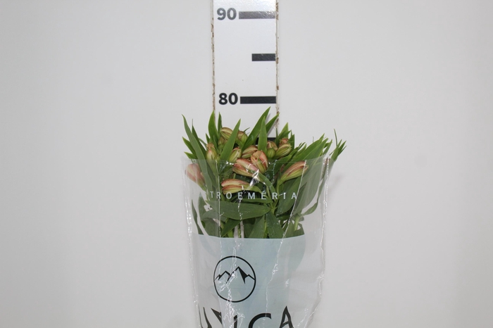 <h4>ALSTROEMERIA CANYON 080 CM</h4>