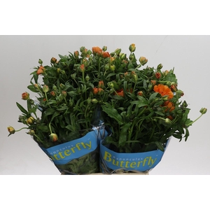 Ranunculus Butterfly Galathea