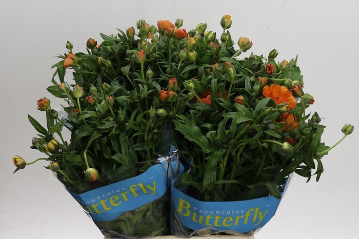 <h4>Ranunculus Butterfly Galathea</h4>