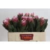 Protea Carnival