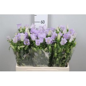 Camp M Champion Lavender 60cm