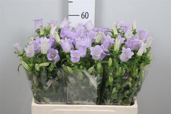 <h4>Camp M Champion Lavender</h4>