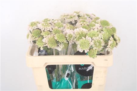 <h4>Scabiosa Focal Scoop Vanilla</h4>