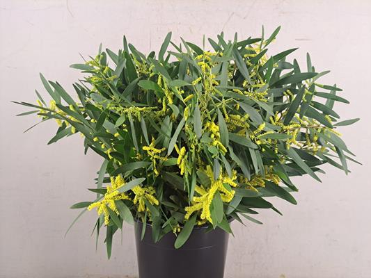 <h4>Acacia Longifolia Bs 200g</h4>