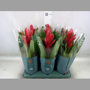 Vriesea  'Intenso Red'
