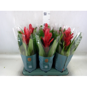 Vriesea  'Intenso Red'