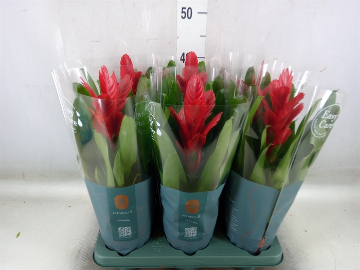 <h4>Vriesea  'Intenso Red'</h4>