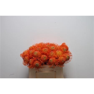 Leuco Neena Orange