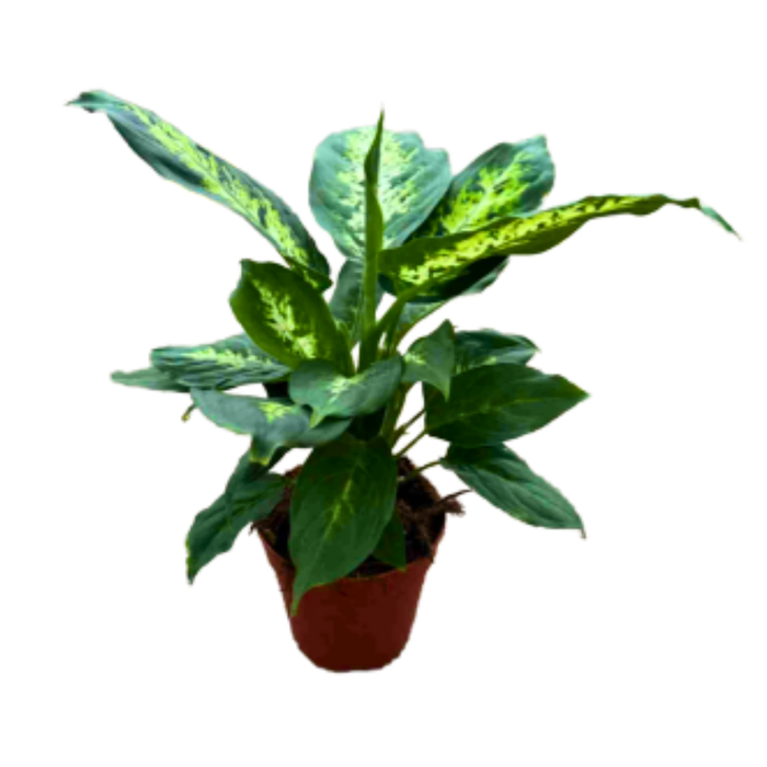 <h4>Dieffenbachia overig gemengd</h4>