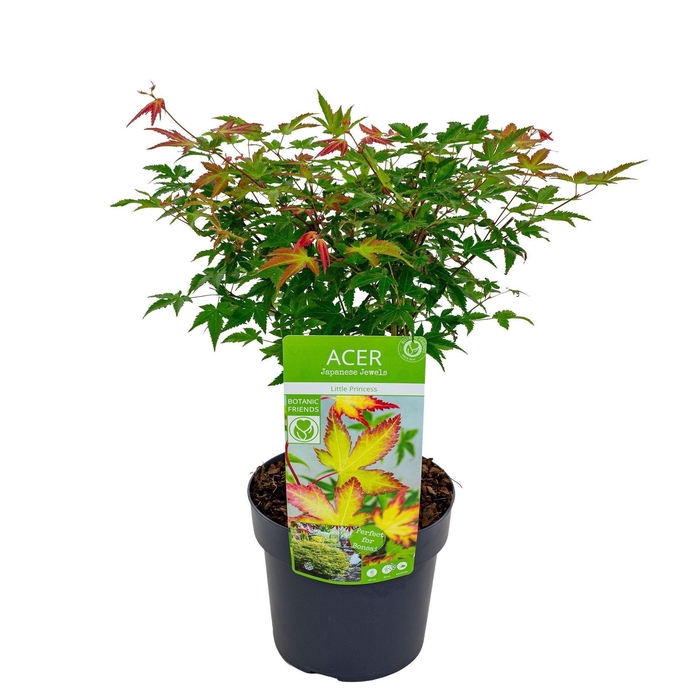 <h4>Acer palmatum Little Princess</h4>