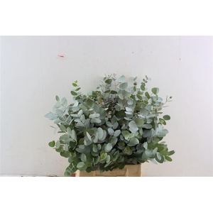 Euca Cinerea 150gr South Africa P Bunch