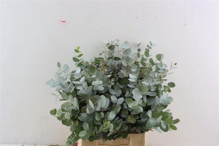 <h4>Euca Cinerea 150gr South Africa P Bunch</h4>