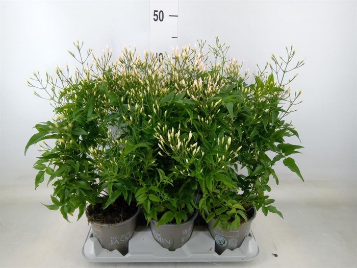 <h4>Jasminum polyanthum</h4>