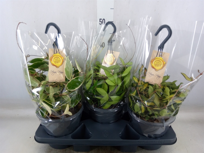 <h4>Hoya   ...mix</h4>