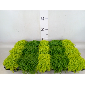 Soleirolia soleirolii   ...mix 2