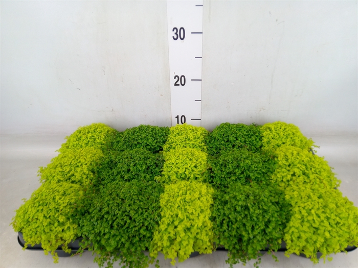 <h4>Soleirolia soleirolii   ...mix 2</h4>