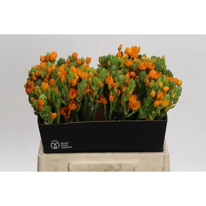 Ornithogalum Dubium Sunshine