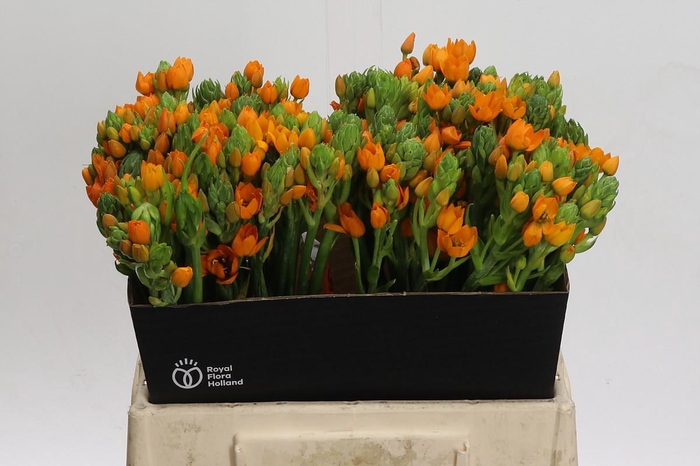 Ornithogalum Dubium Sunshine