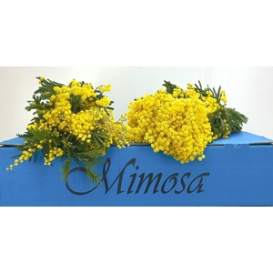 Mimosa Gaulois Flowering XXL