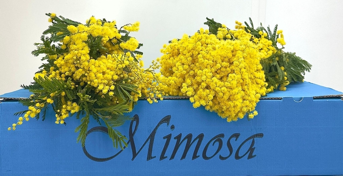 <h4>Mimosa Gaulois Flowering XXL</h4>