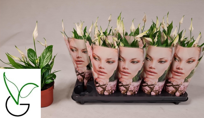 <h4>SPATH KORTO</h4>