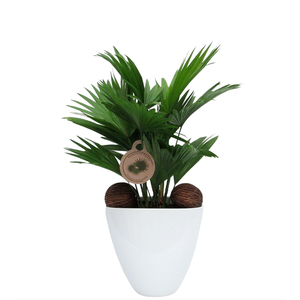 Livistona rotundifolia in avani pot
