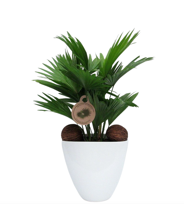 <h4>Livistona rotundifolia in avani pot</h4>