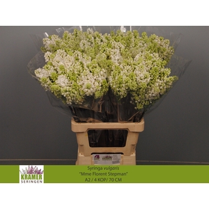 SYR V MME FL STEPMAN