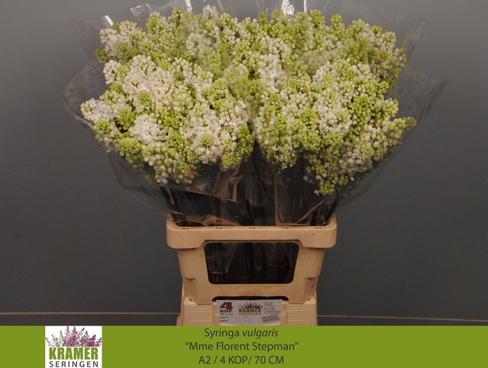 <h4>SYR V MME FL STEPMAN</h4>