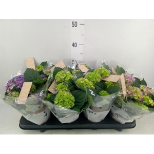 Hydrangea mac. 'Ningbo'