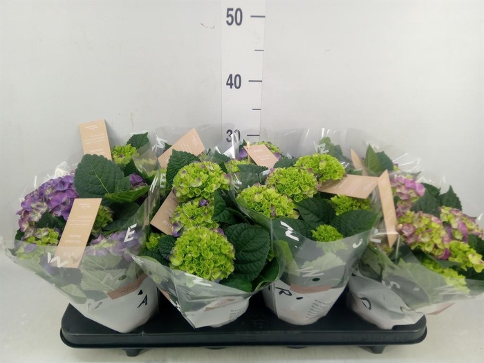 <h4>Hydrangea mac. 'Ningbo'</h4>