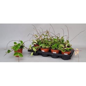 Hoya carnosa Krimson Queen 12Ø 15cm