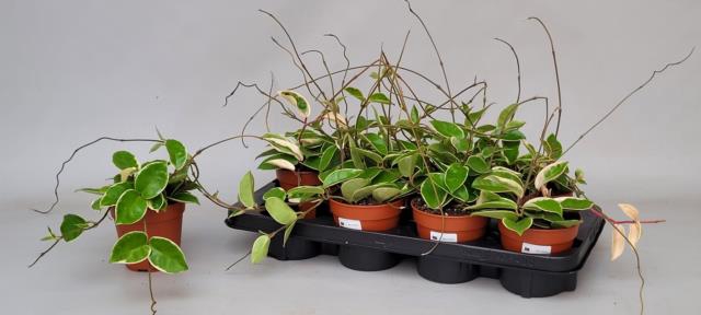 Hoya carnosa Krimson Queen 12Ø 15cm