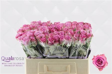 <h4>R GR THRILLER</h4>